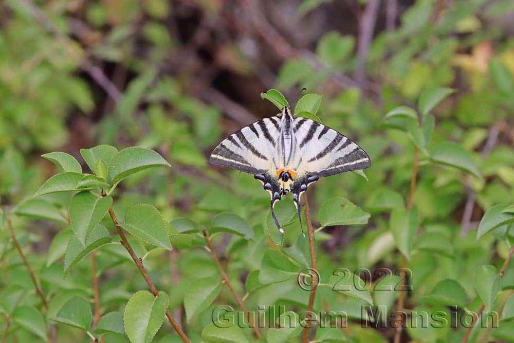 Iphiclides podalirius - Flambé