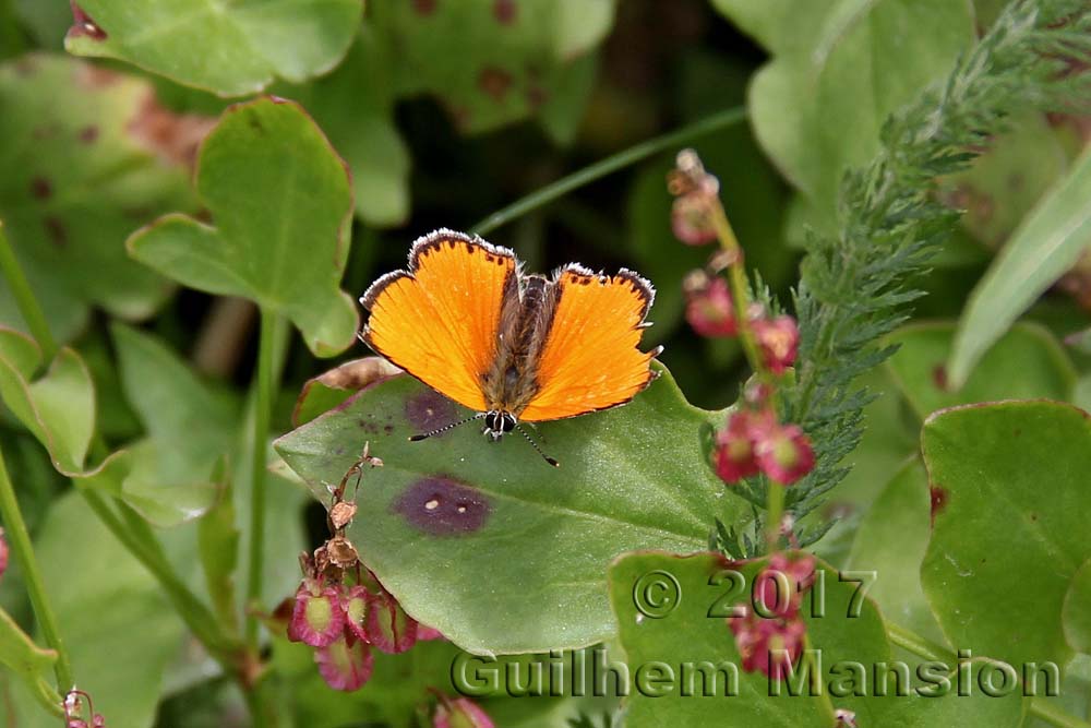 Papillon - Heodes virgaureae - Cuivré de la Verge-d'or