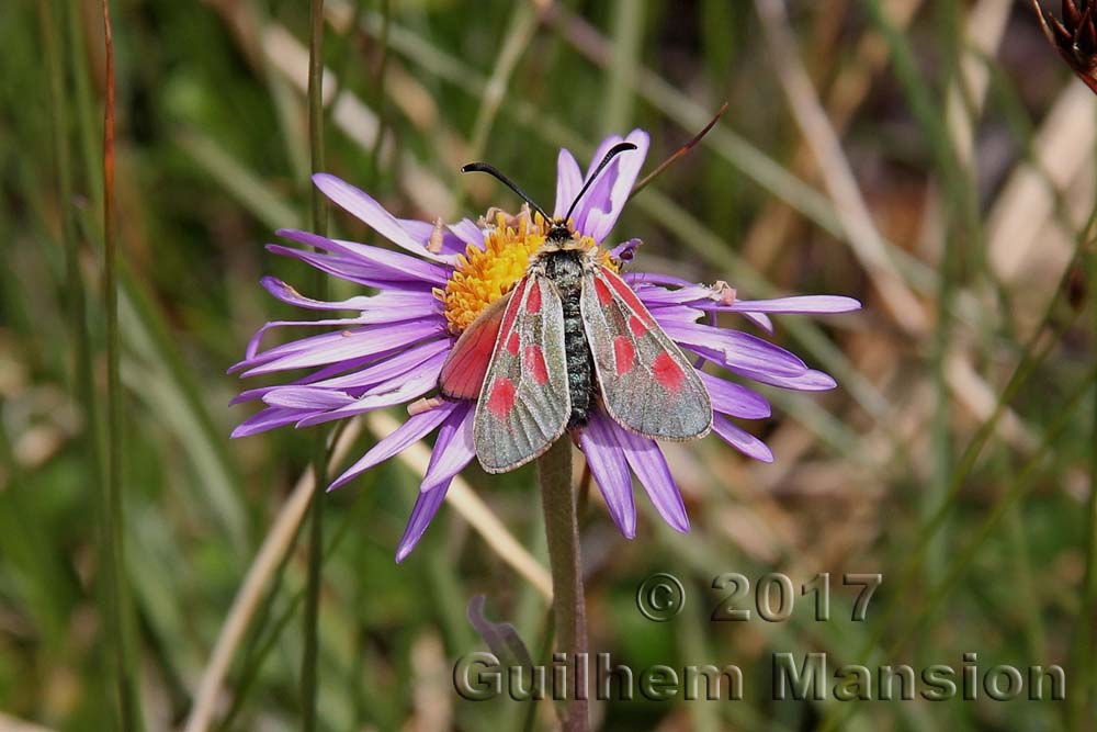 Papillon - Zygaena sp. - Zygène