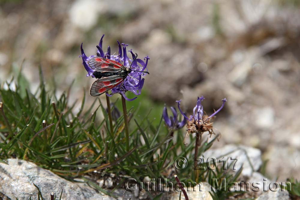 Papillon - Zygaena sp. - Zygène