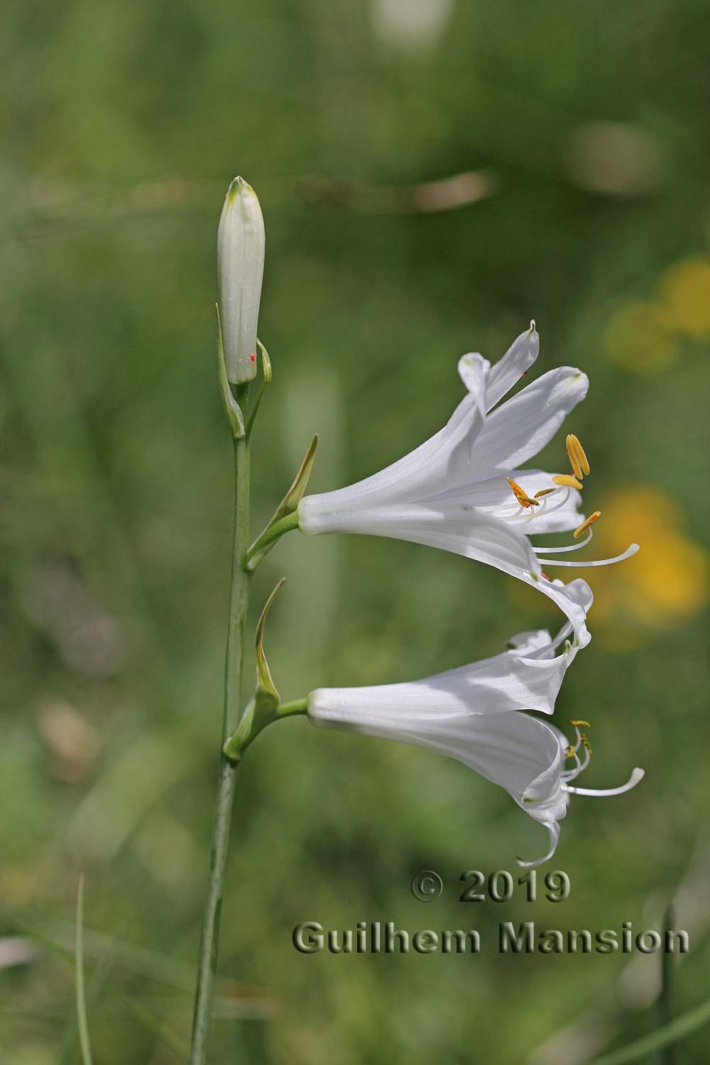 Paradisea liliastrum