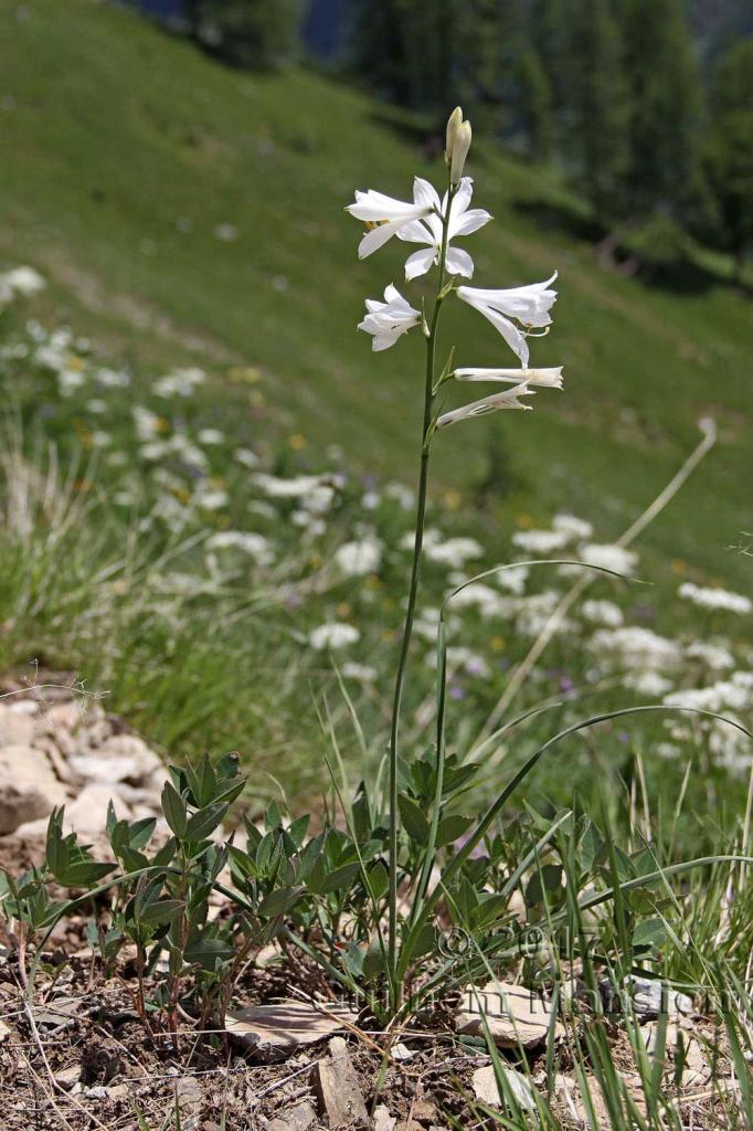 Paradisea liliastrum