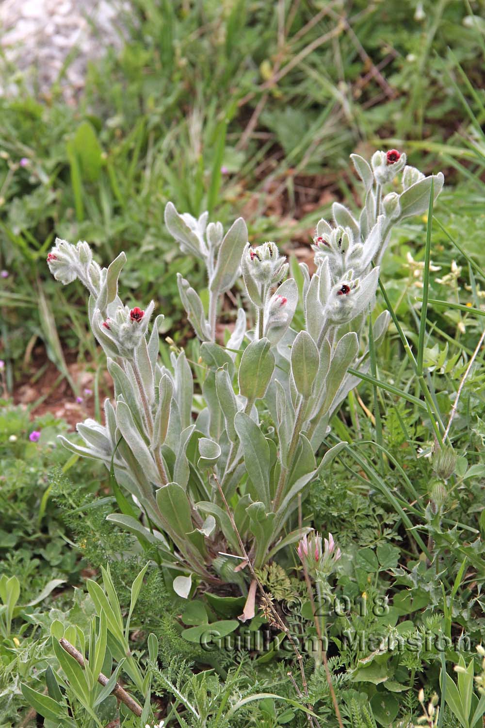 Pardoglossum cheirifolium subsp. heterocarpum