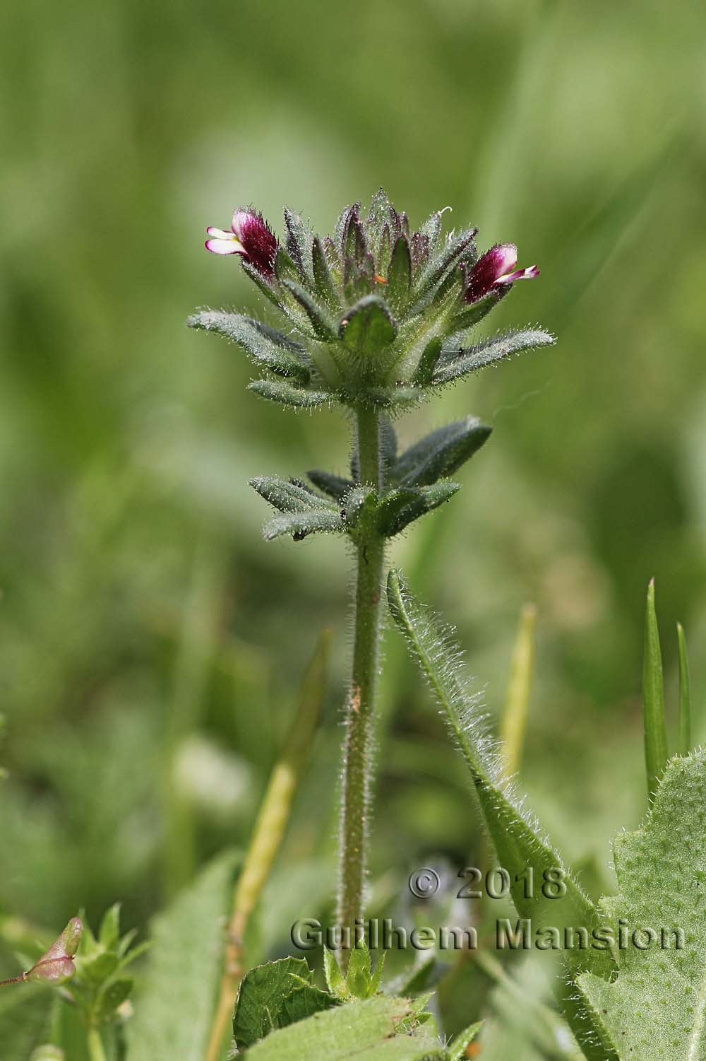 Parentucellia latifolia