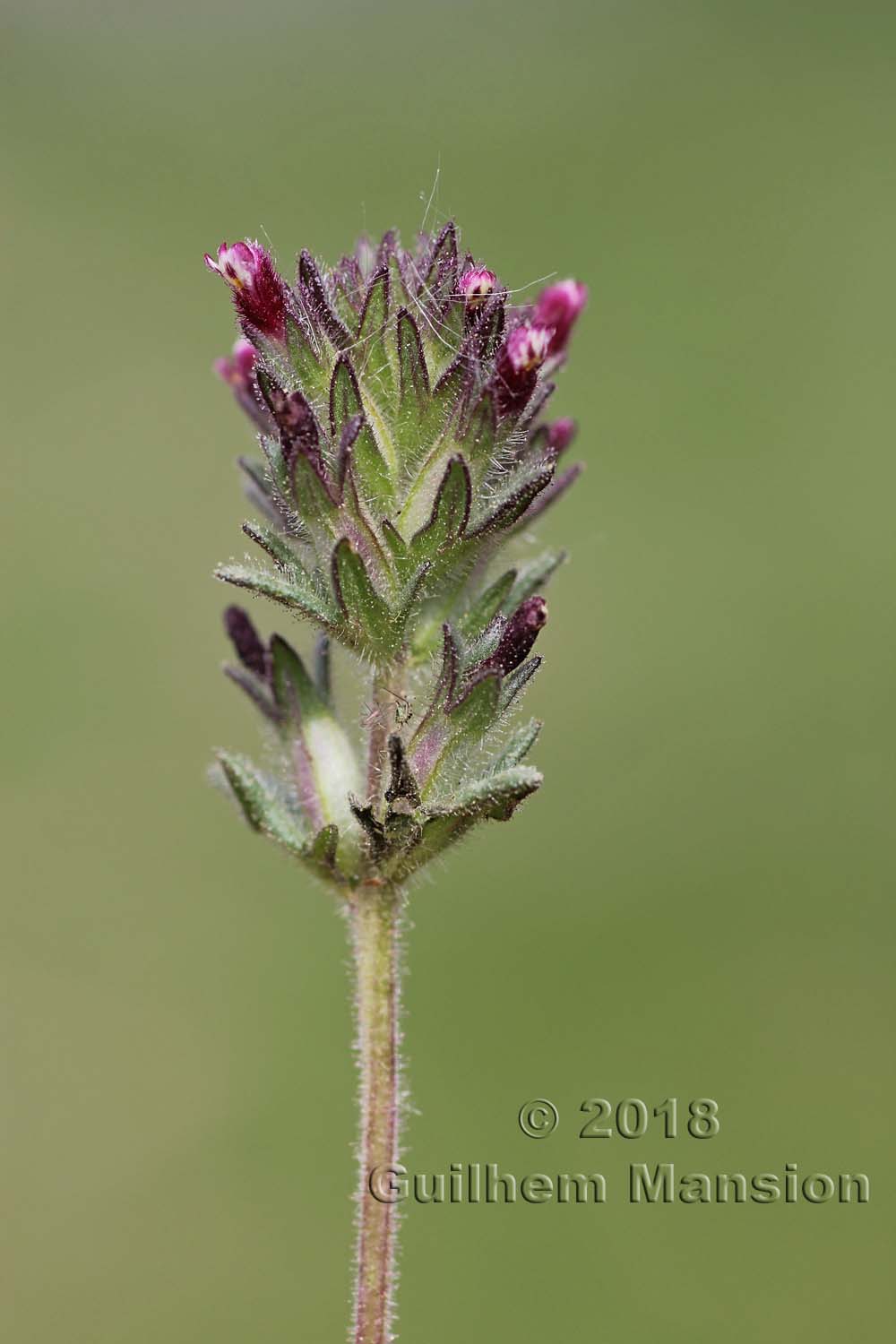 Parentucellia latifolia