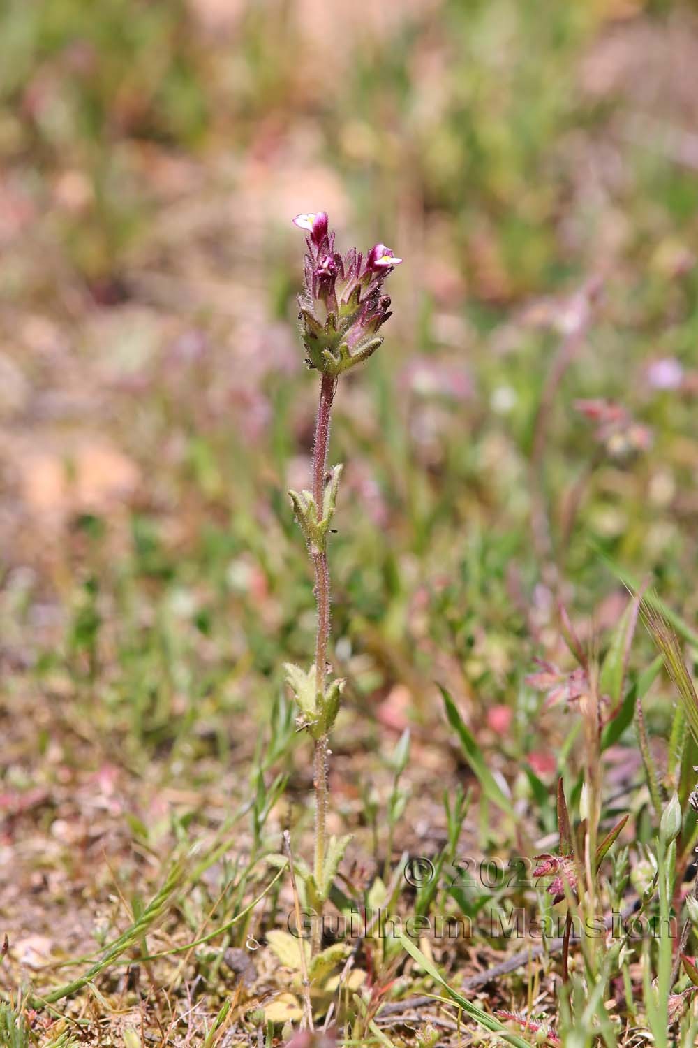 Parentucellia latifolia