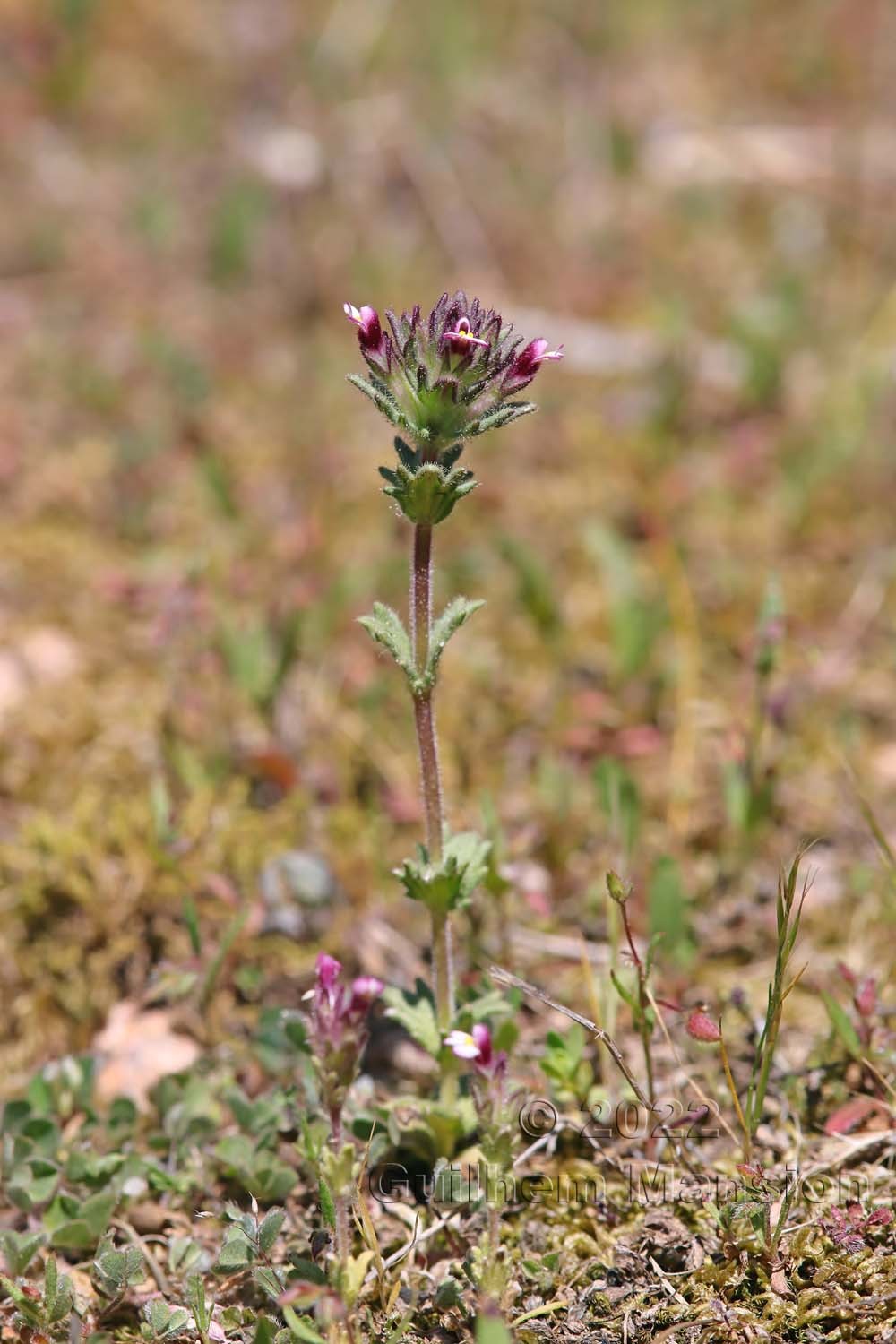 Parentucellia latifolia