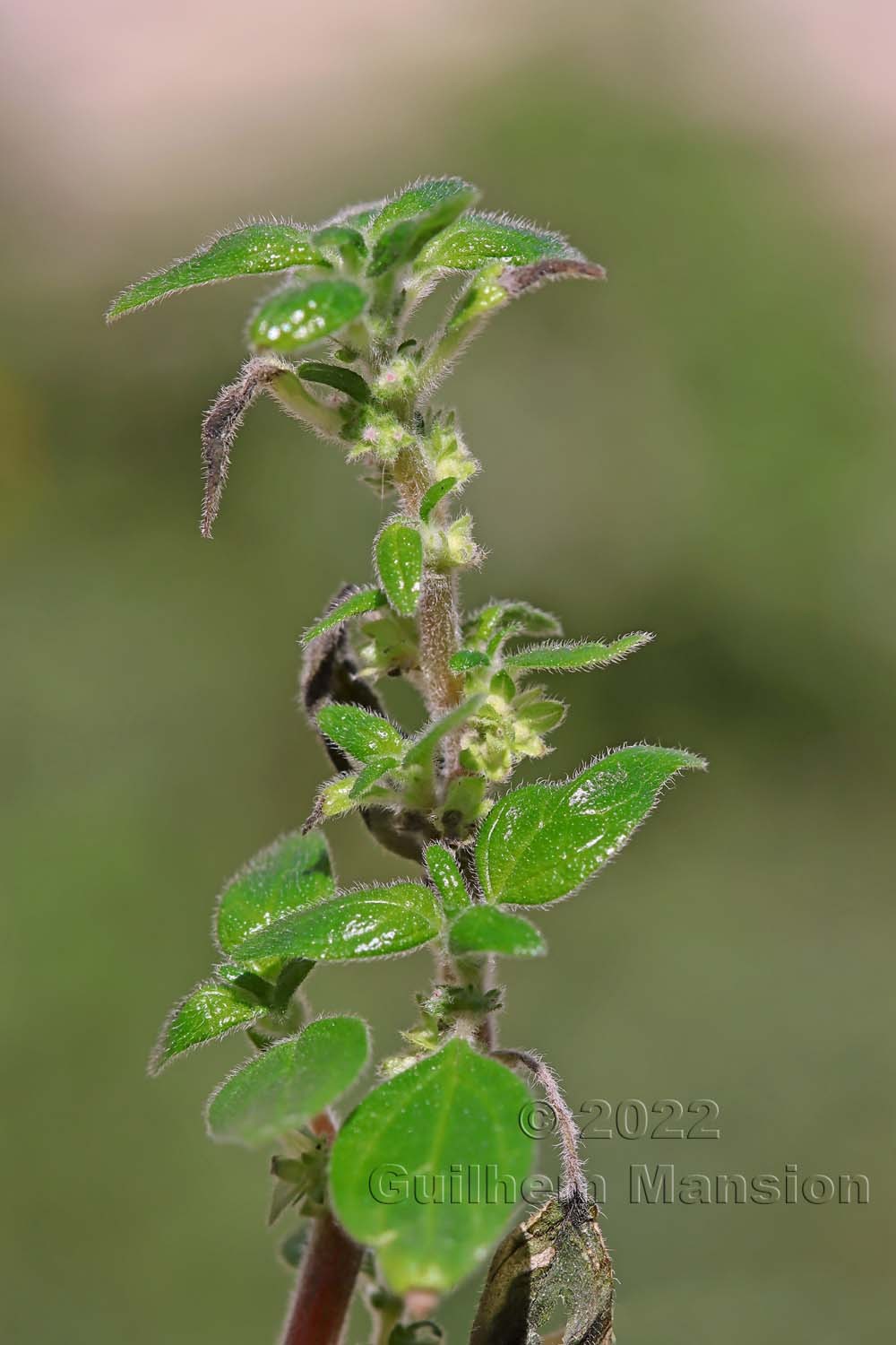 Parietaria judaica