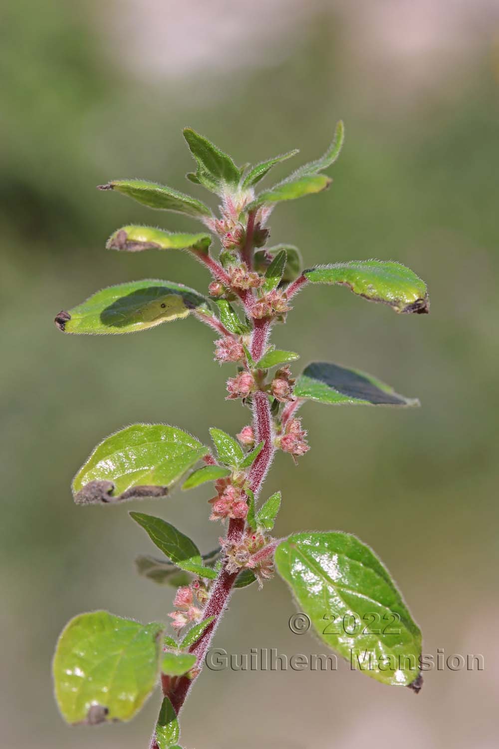 Parietaria judaica