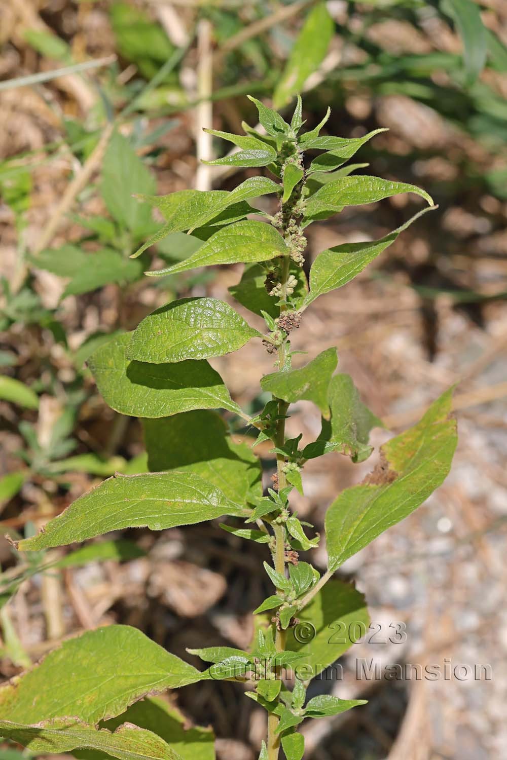 Parietaria officinalis