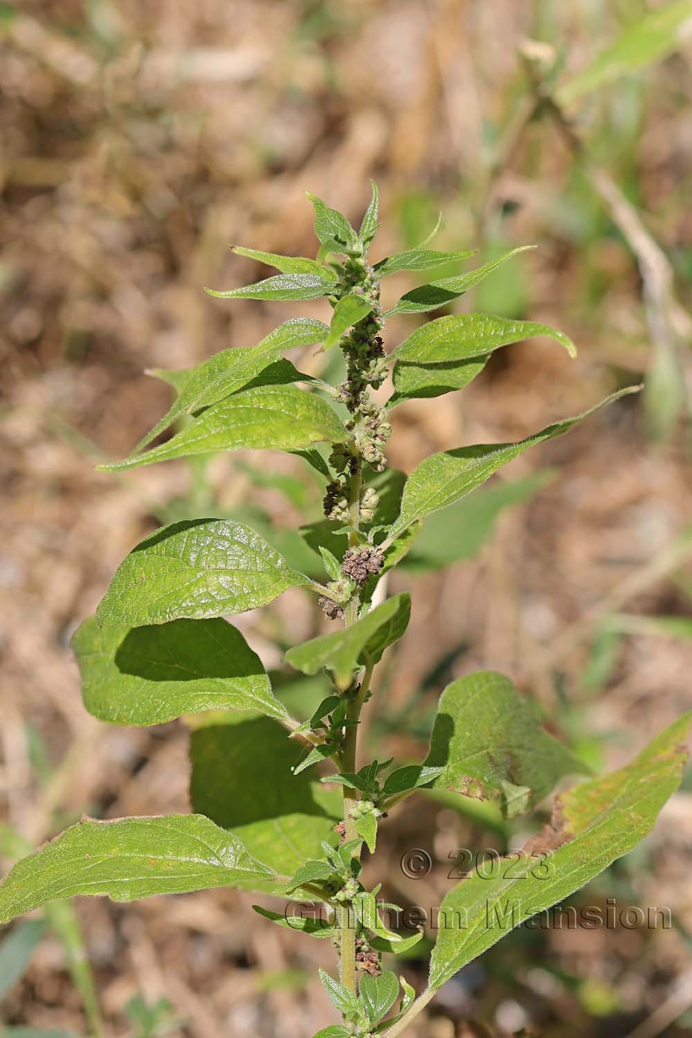 Parietaria officinalis