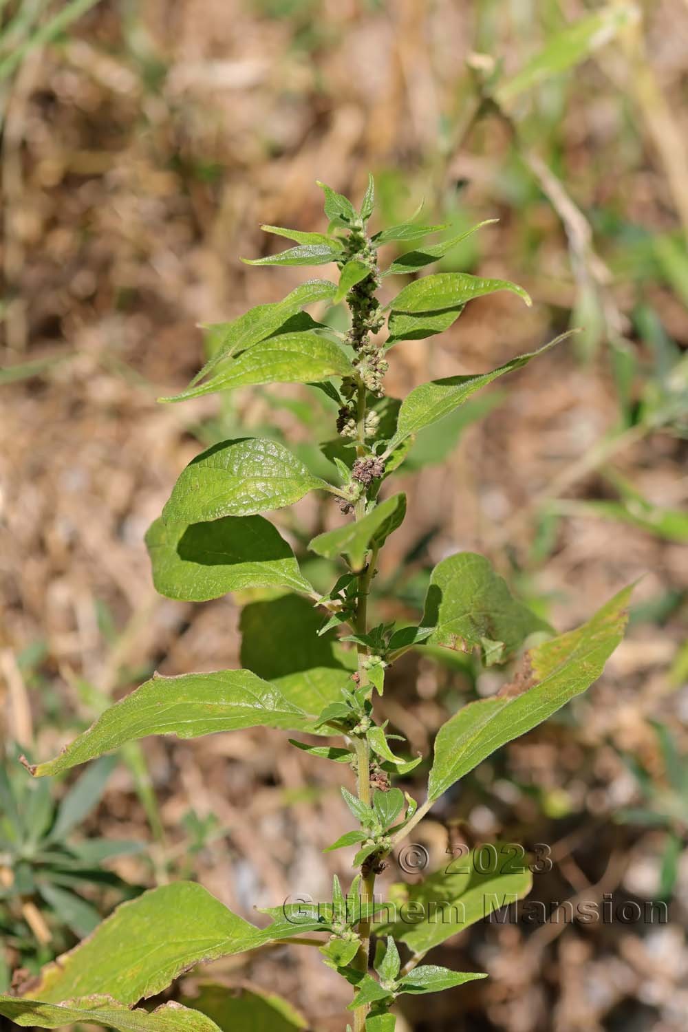 Parietaria officinalis