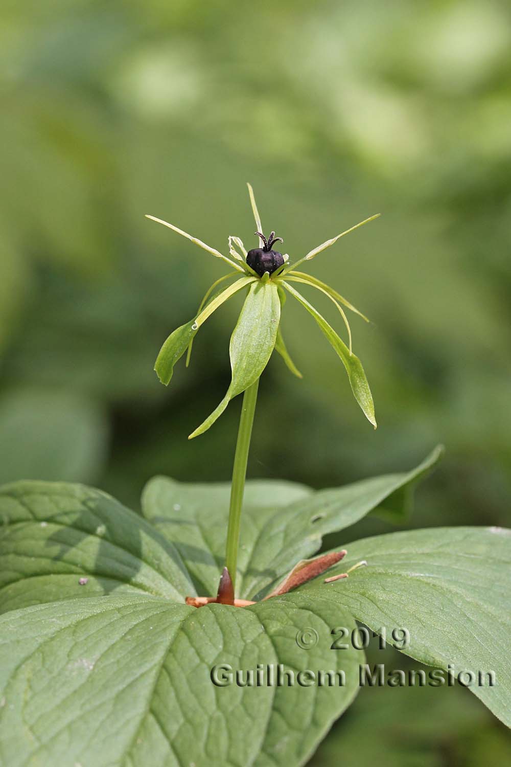 Paris quadrifolia