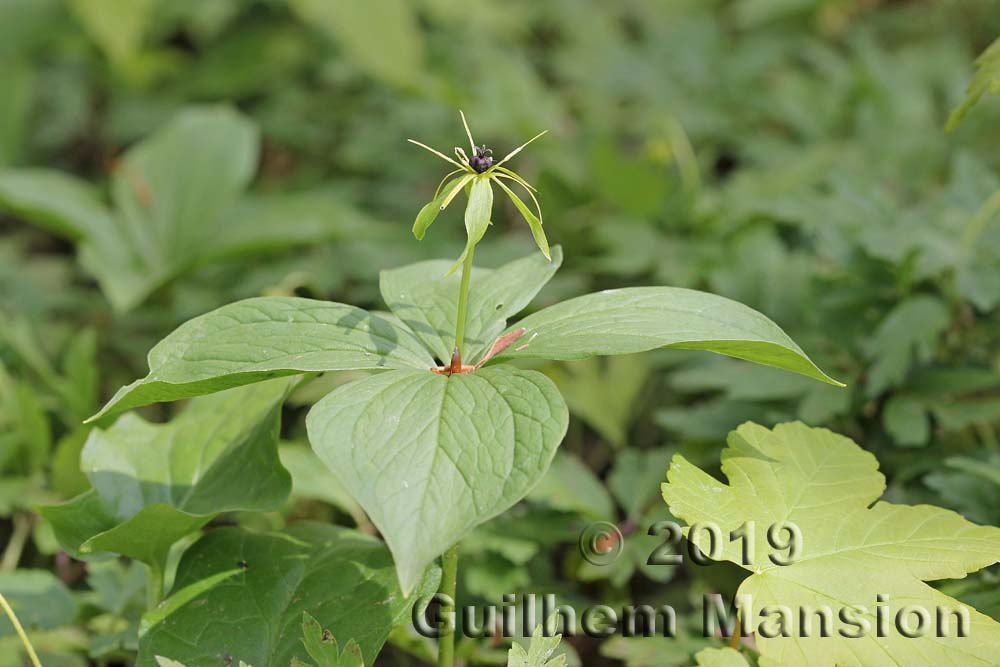 Paris quadrifolia