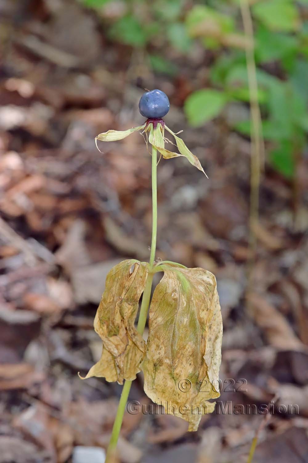 Paris quadrifolia