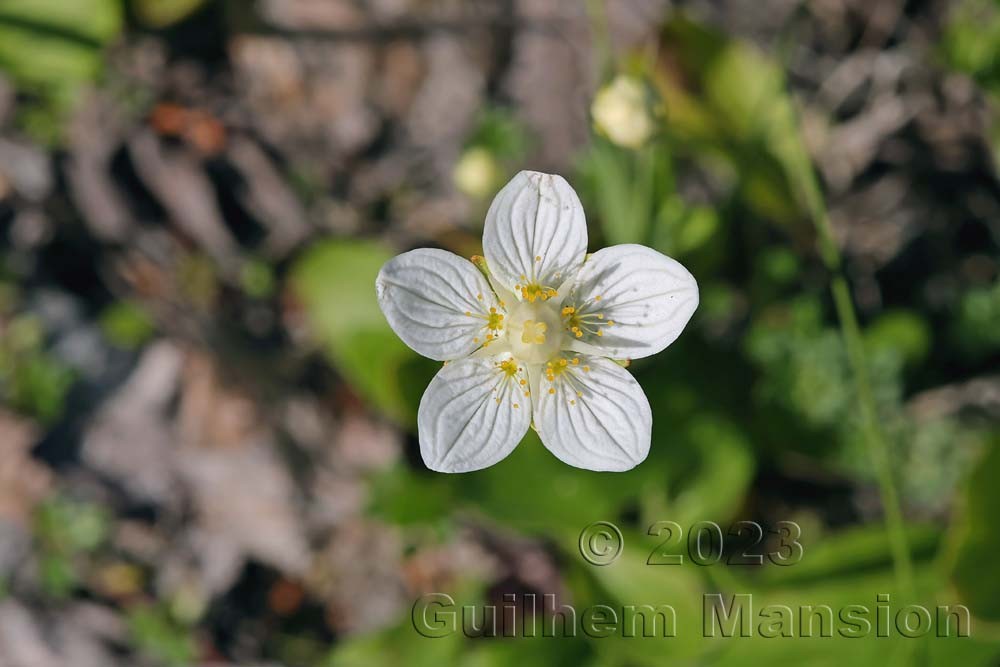 Parnassia palustris