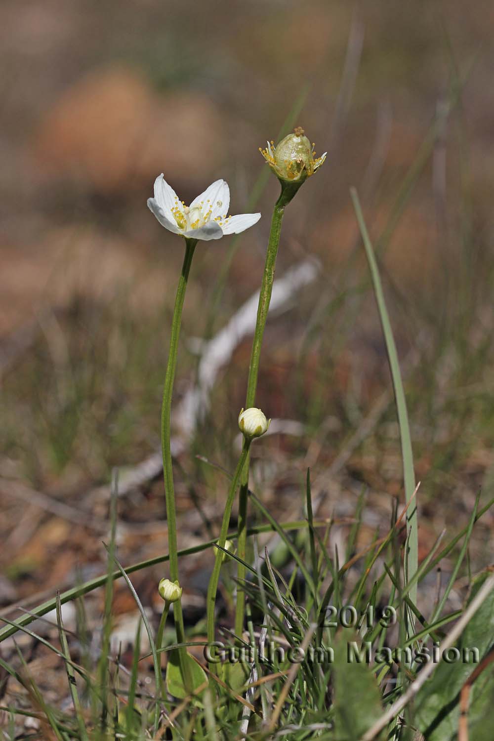 Parnassia palustris