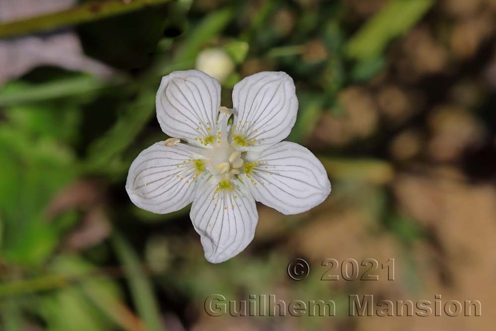 Parnassia palustris