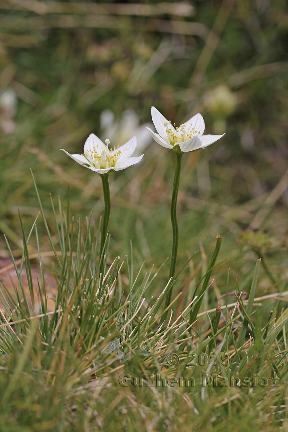 Parnassia palustris