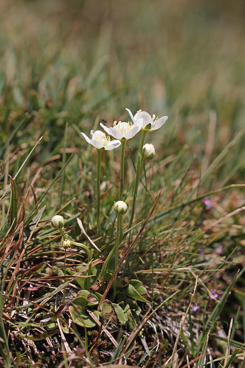 Parnassia palustris