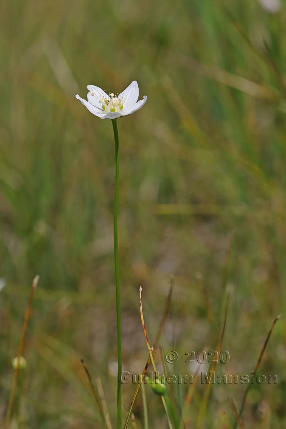 Parnassia palustris