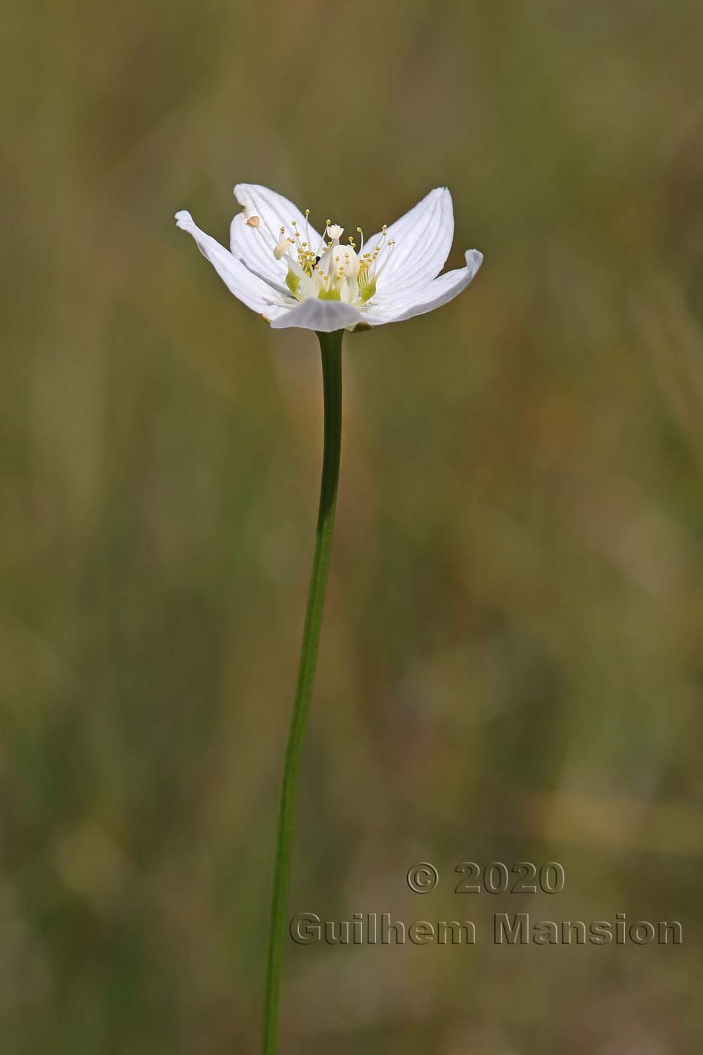 Parnassia palustris