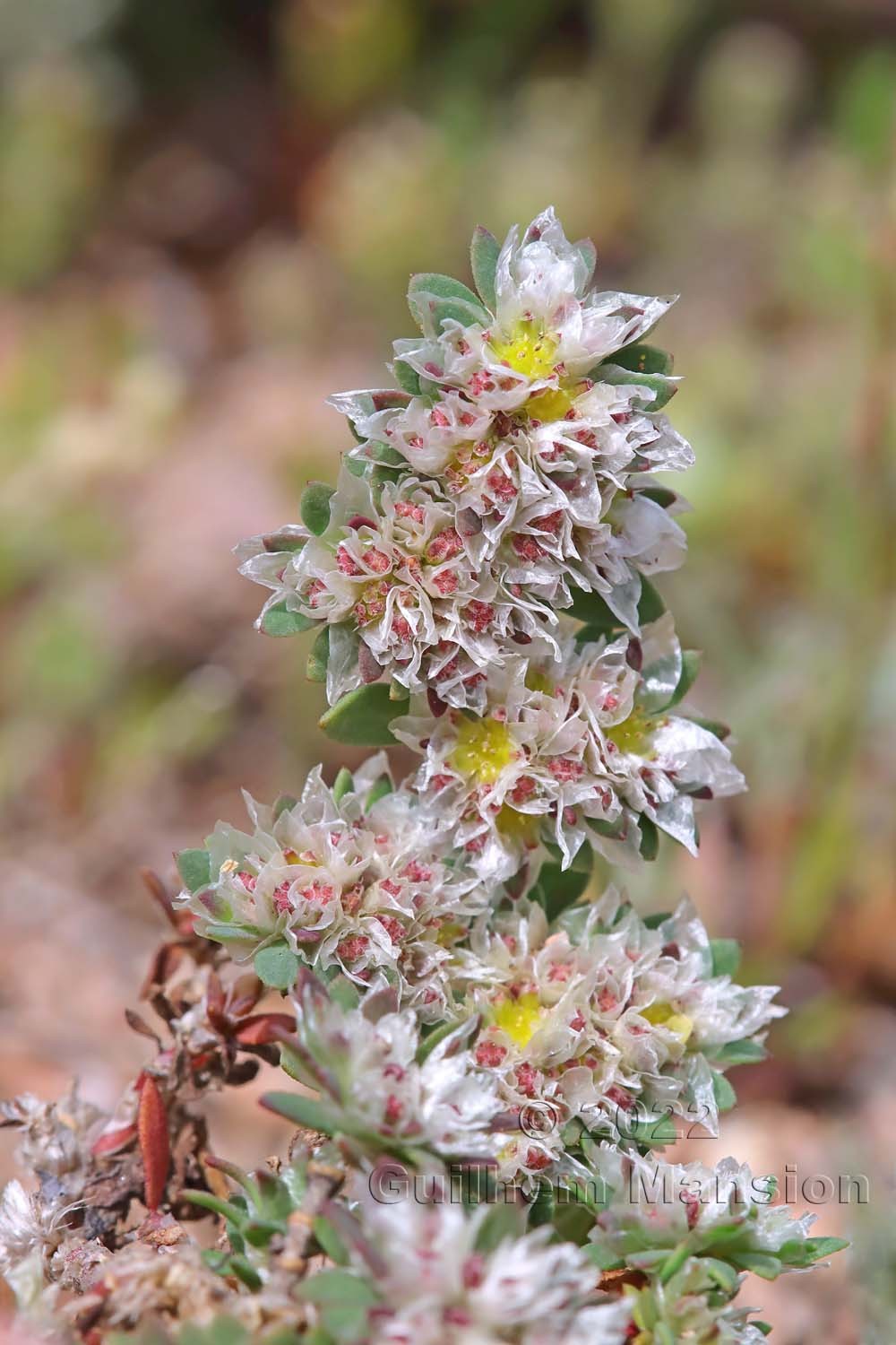 Paronychia argentea