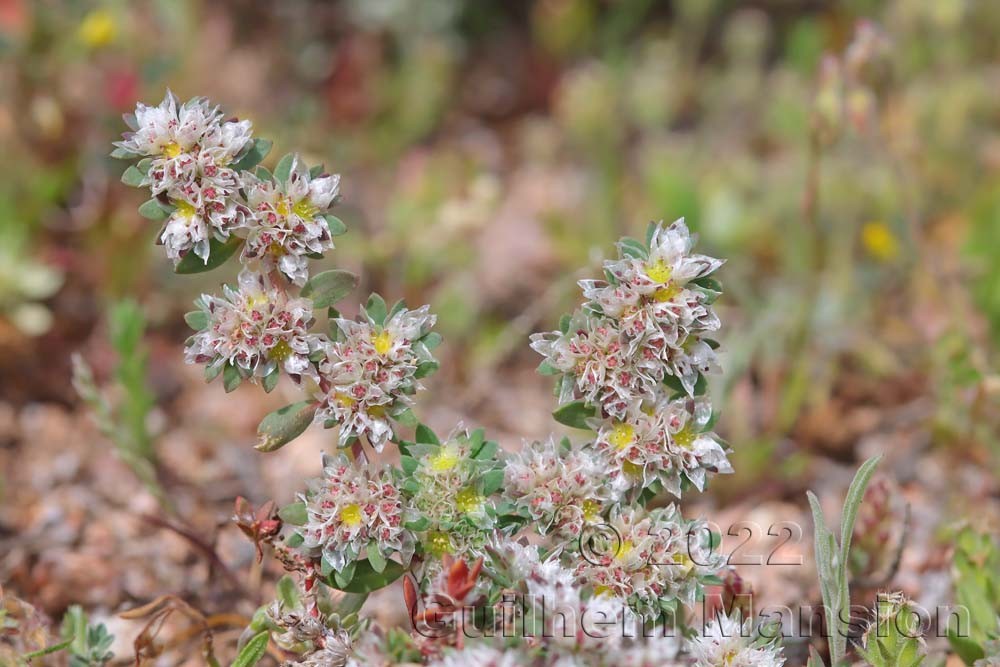 Paronychia argentea