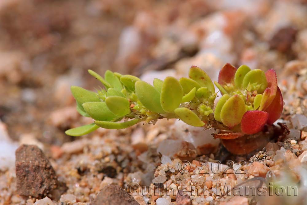 Paronychia echinulata