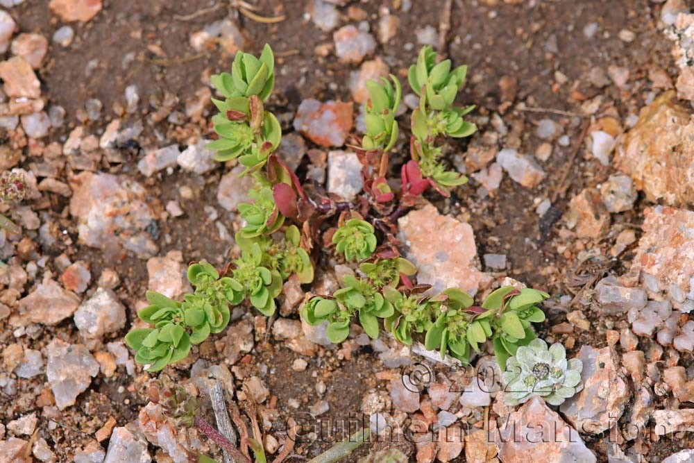 Paronychia echinulata