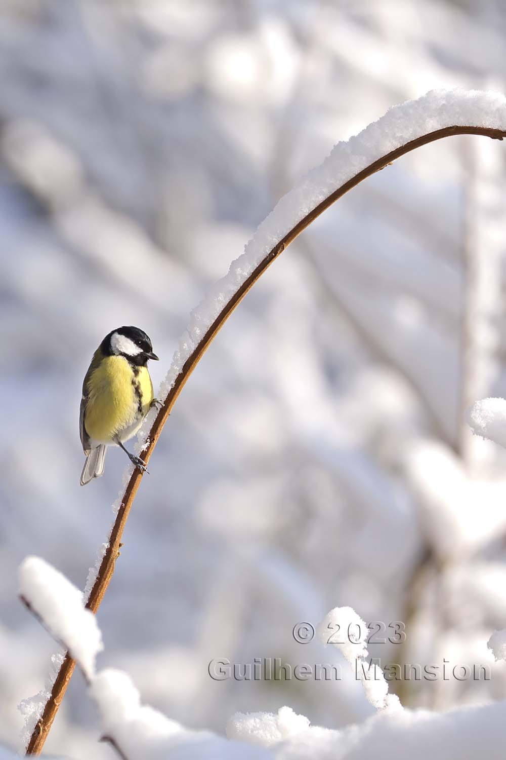 Parus major - Mésange charbonnière