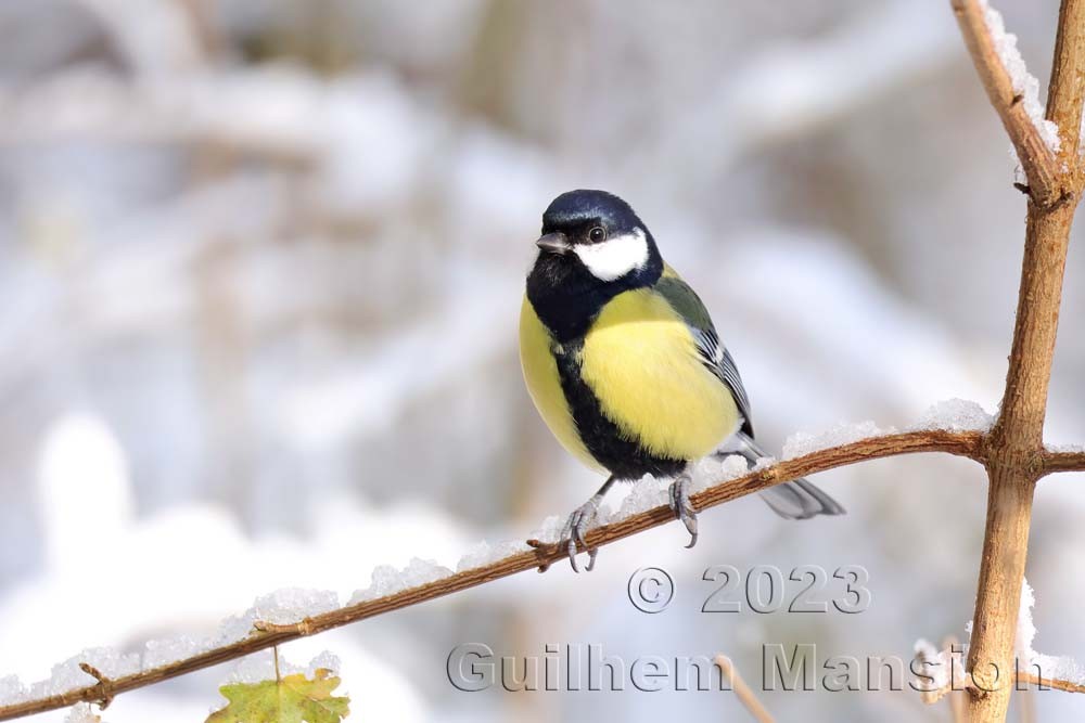 Parus major