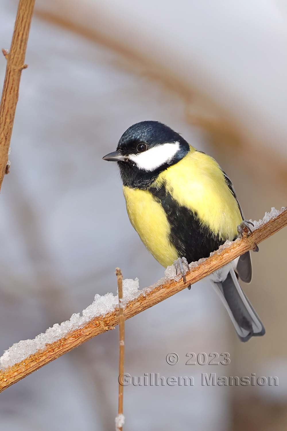 Parus major - Mésange charbonnière