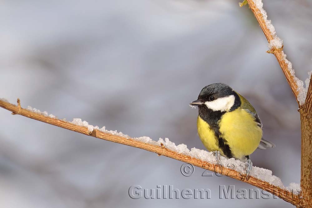 Parus major - Mésange charbonnière