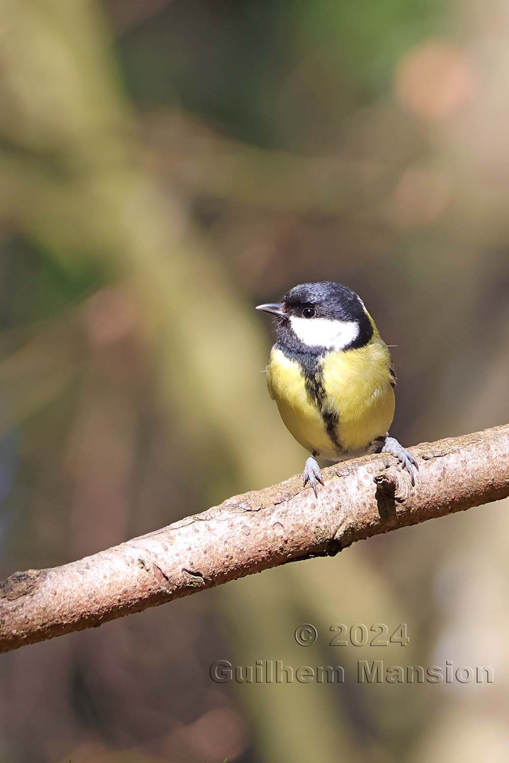 Parus major - Mésange charbonnière