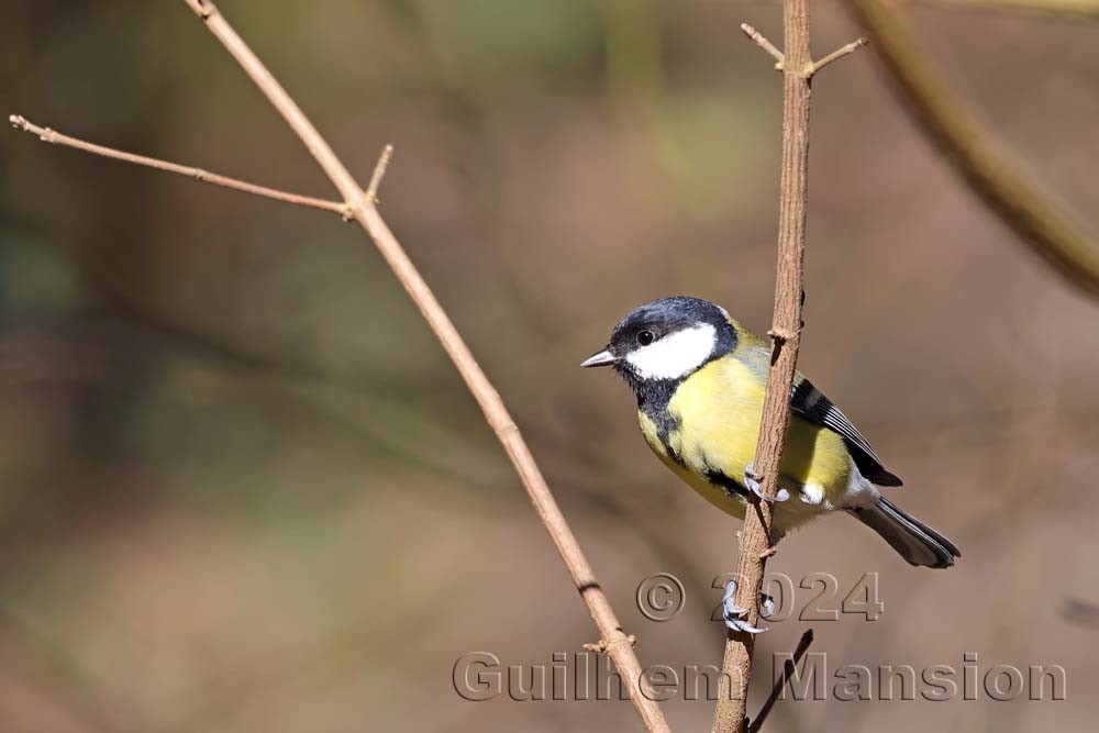 Parus major - Mésange charbonnière