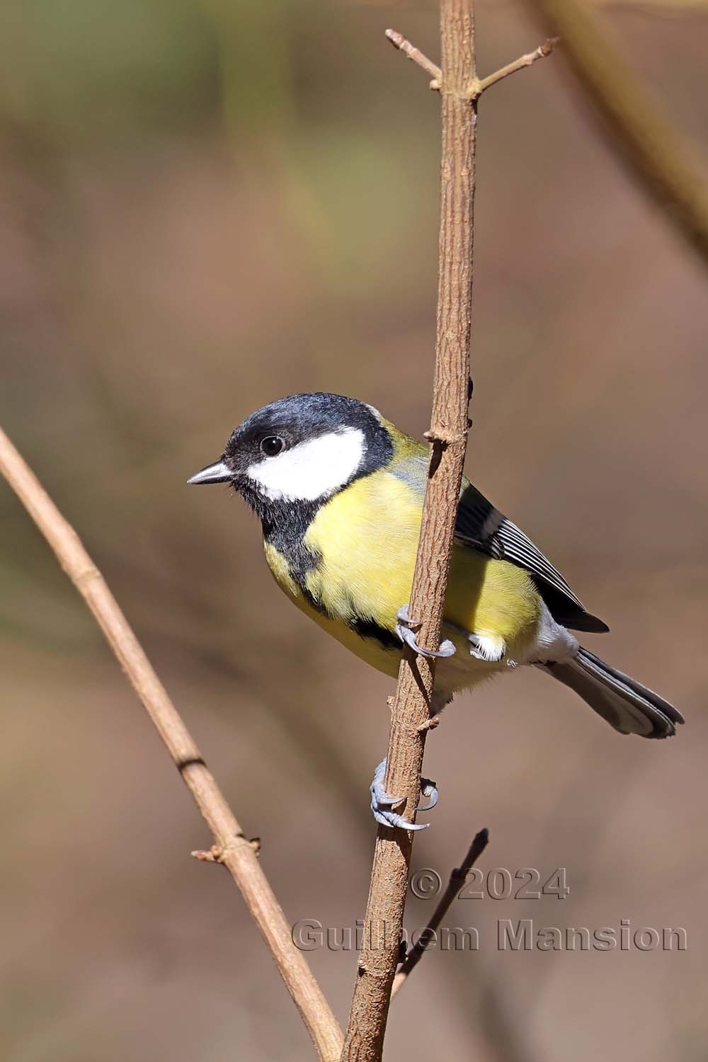 Parus major - Mésange charbonnière