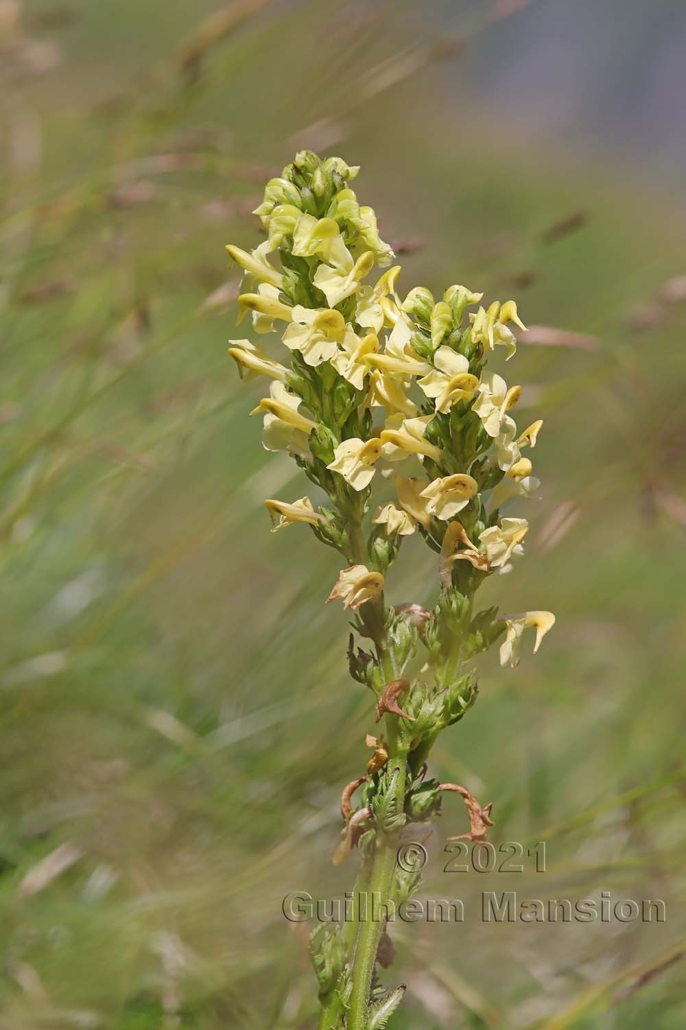 Pedicularis ascendens