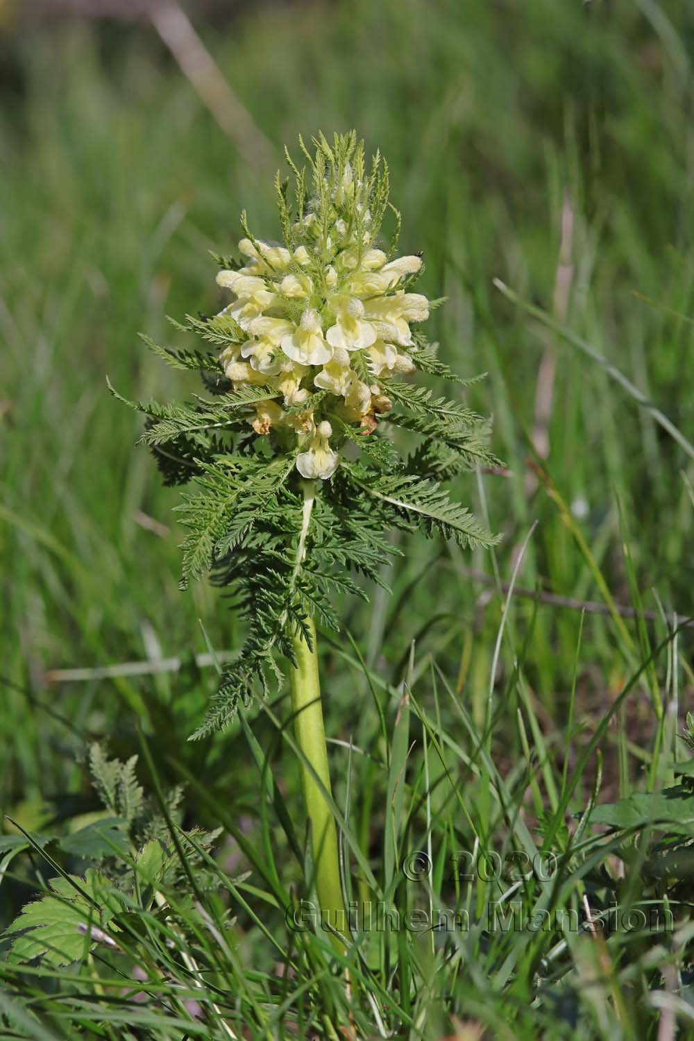 Pedicularis foliosa