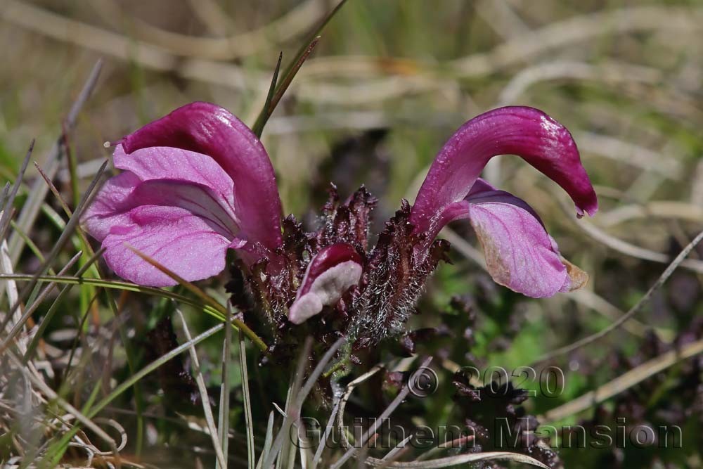 Pedicularis kerneri