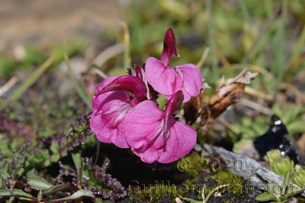 Pedicularis kerneri