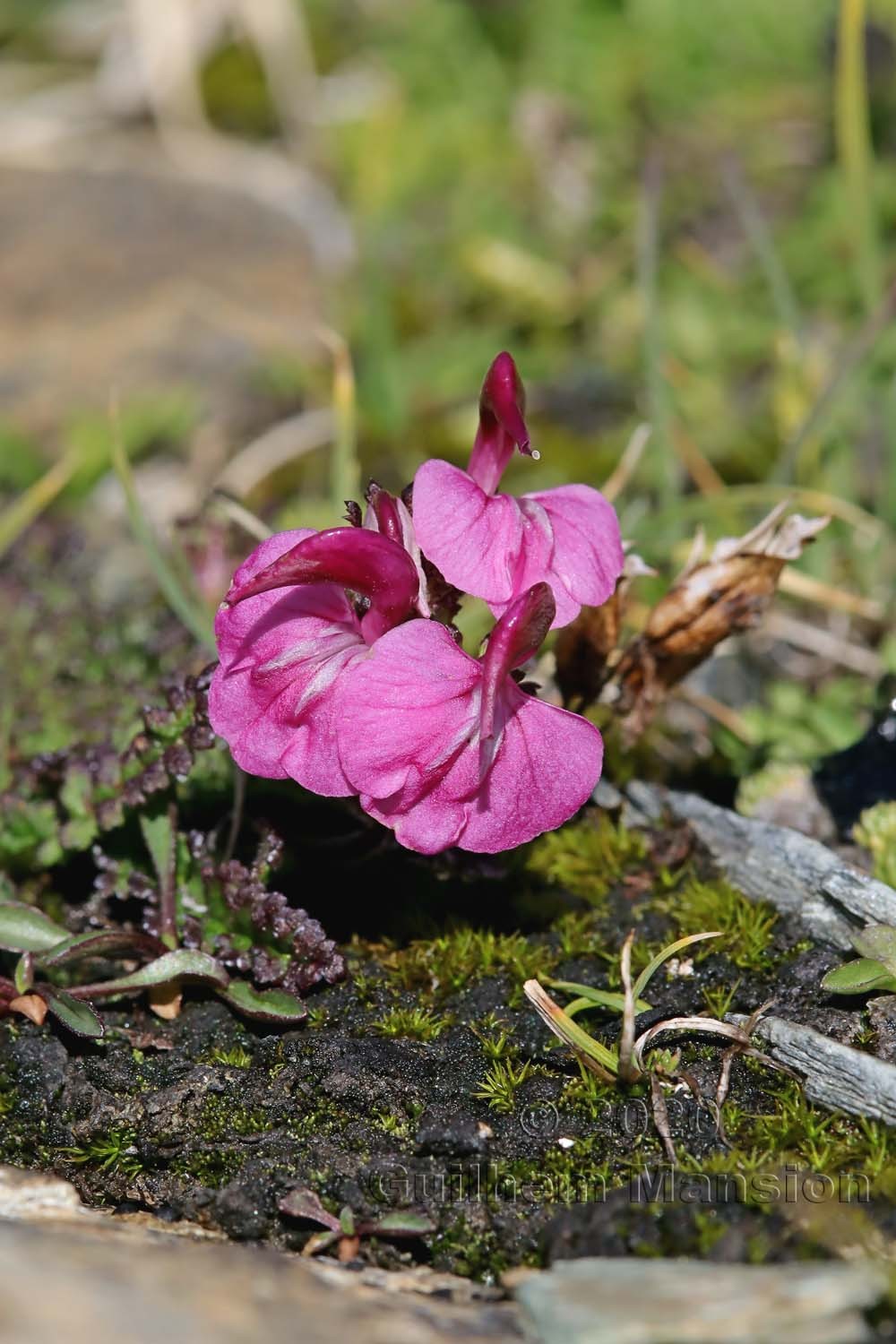 Pedicularis kerneri