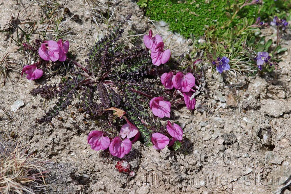 Pedicularis kerneri