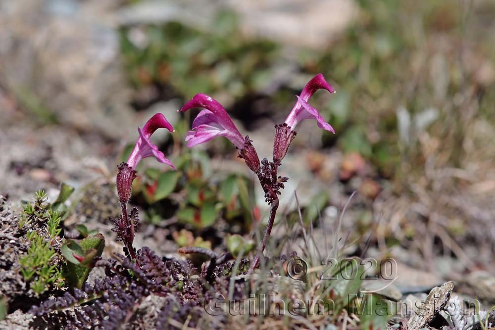 Pedicularis kerneri