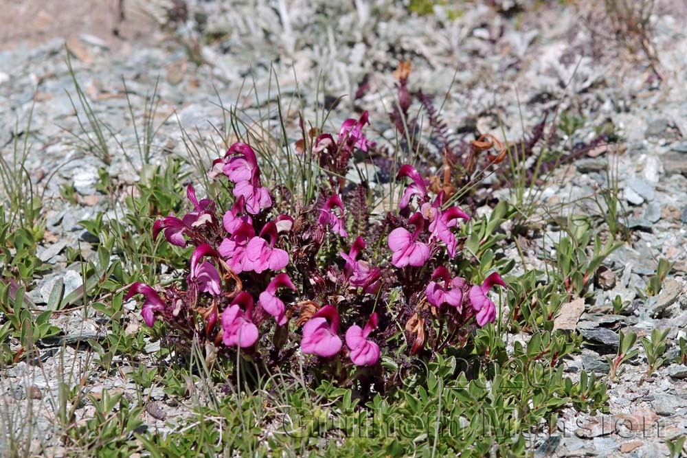 Pedicularis kerneri