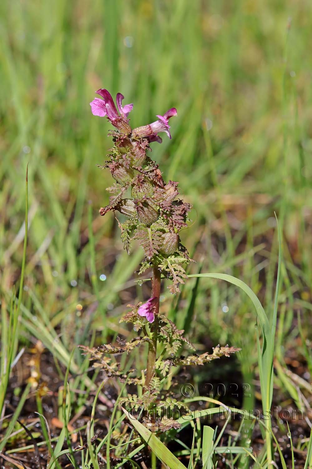 Pedicularis palustris