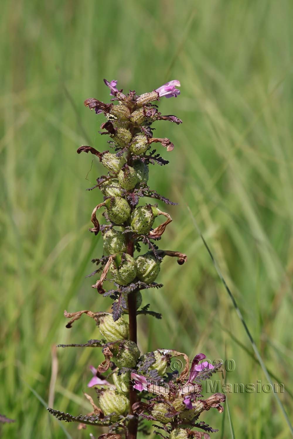 Pedicularis palustris