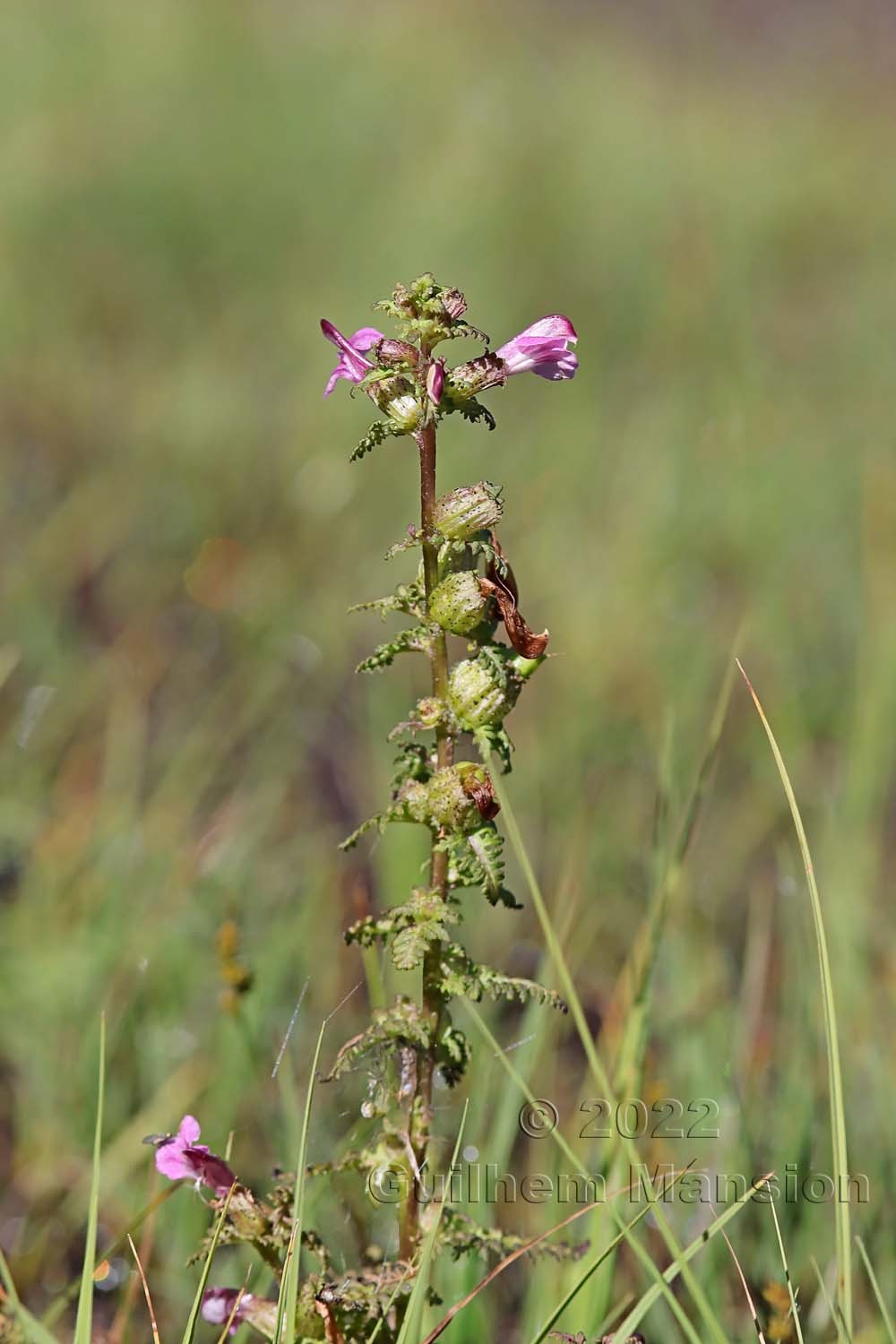 Pedicularis palustris