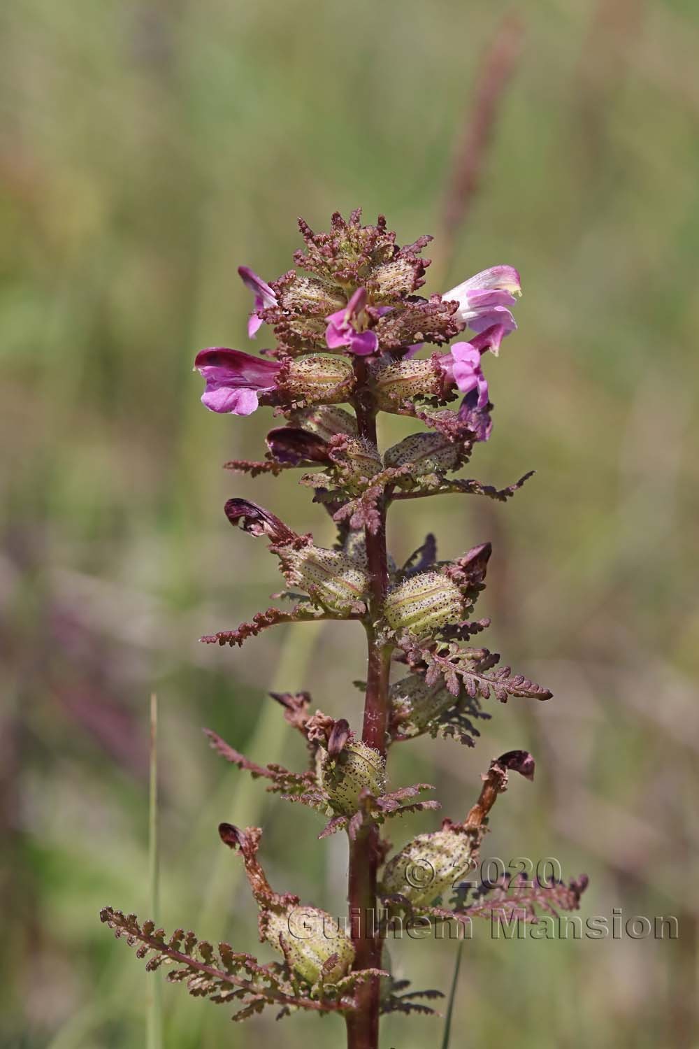 Pedicularis palustris