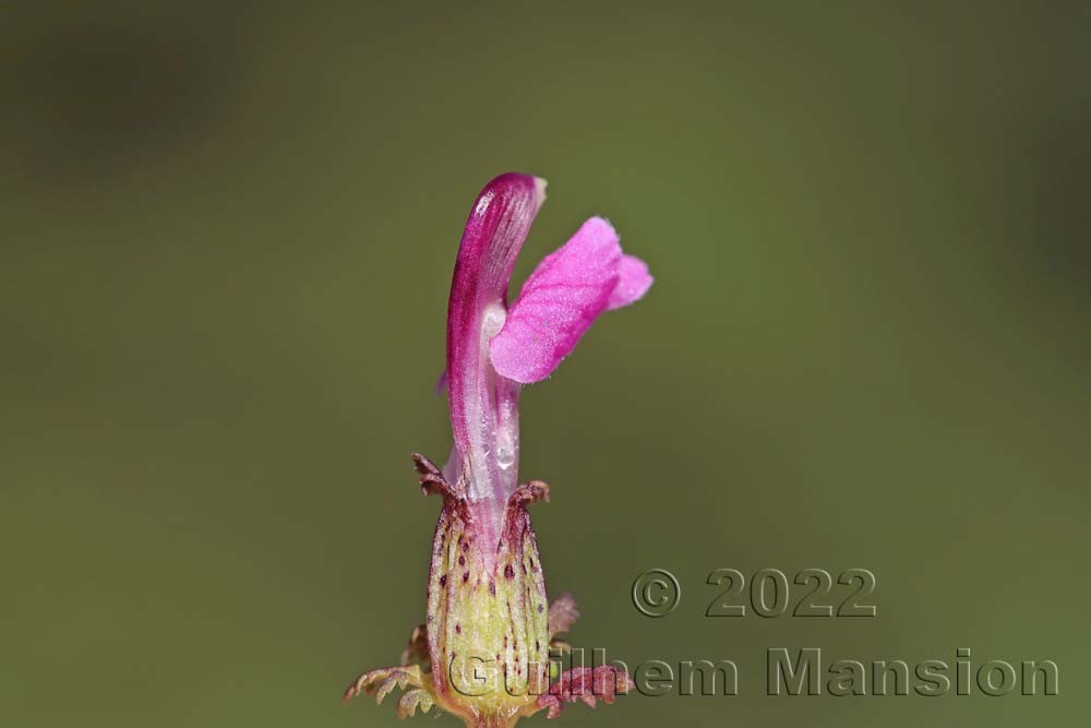 Pedicularis palustris